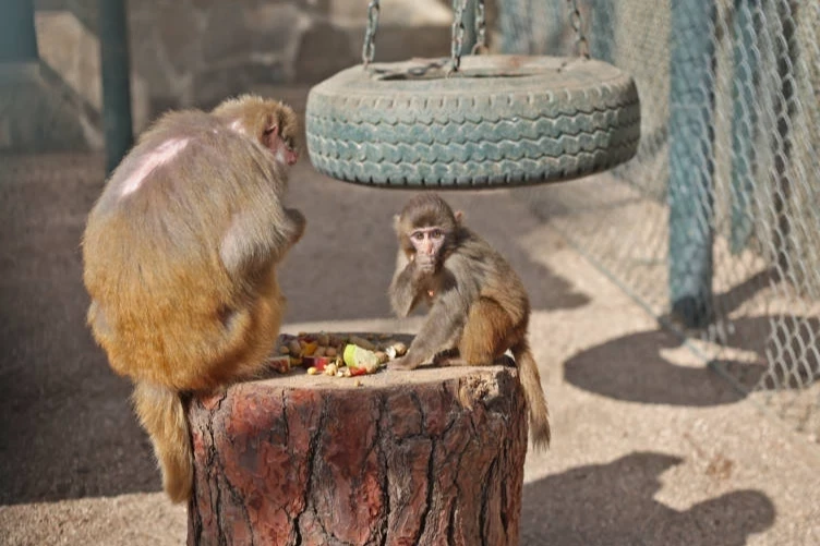 Yavru maymun ‘Fıstık’ yeni ailesine alıştı