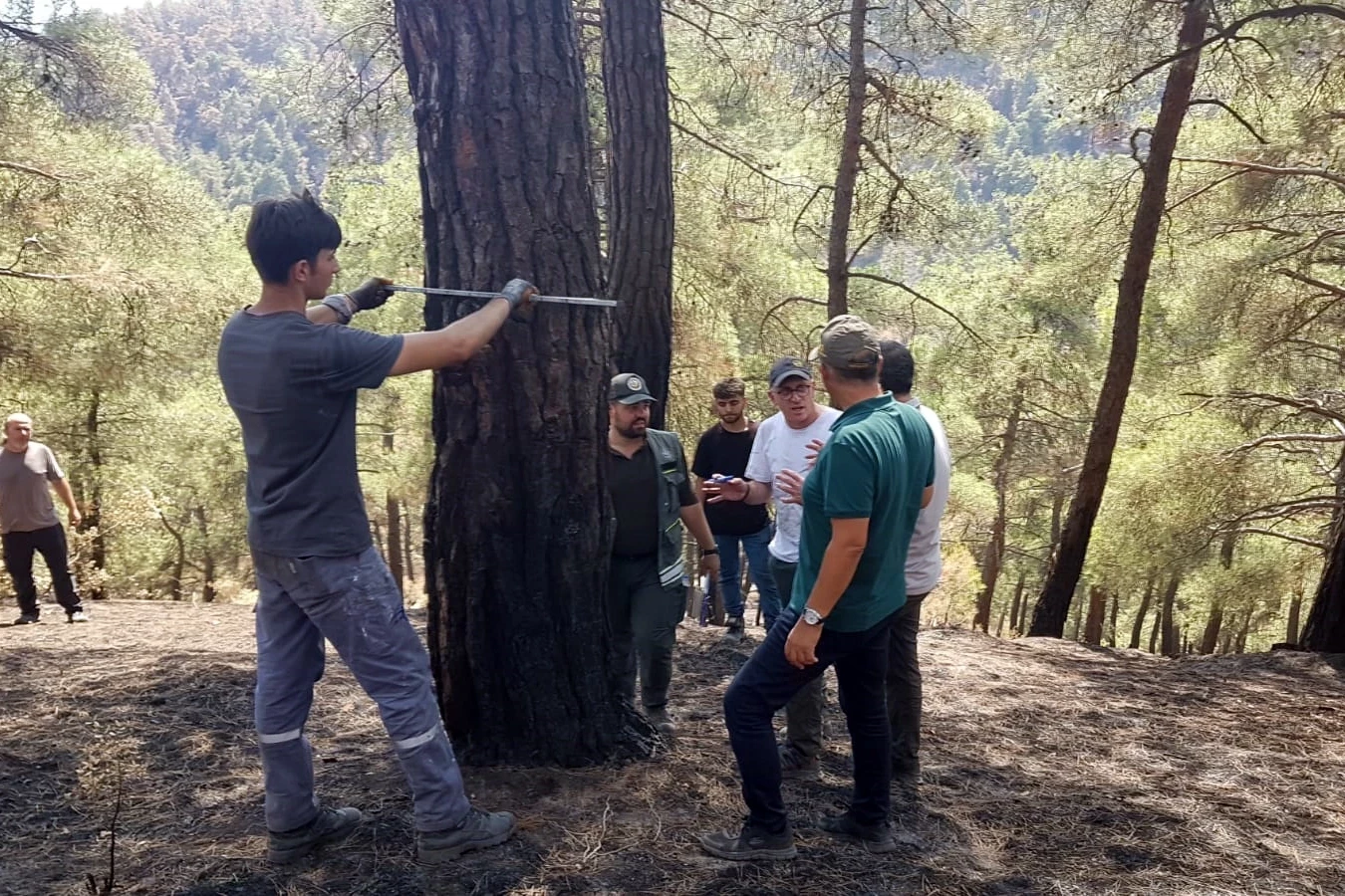 Bursa’da yangınzede ormanlar yeniden yeşertiliyor